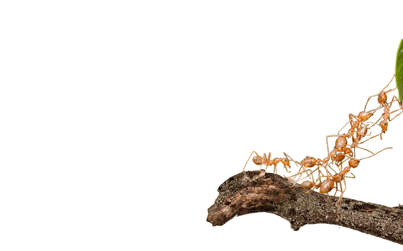 Digital Operating Models
